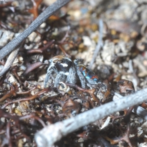 Maratus calcitrans at Berridale, NSW - suppressed