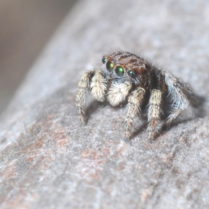 Maratus vespertilio at Berridale, NSW - 4 Nov 2023