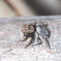 Maratus vespertilio at Berridale, NSW - 4 Nov 2023