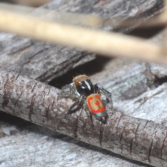 Maratus pavonis (Dunn's peacock spider) at Berridale, NSW - 4 Nov 2023 by Harrisi