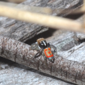 Maratus pavonis at Berridale, NSW - 4 Nov 2023