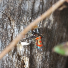 Maratus pavonis at Berridale, NSW - 4 Nov 2023