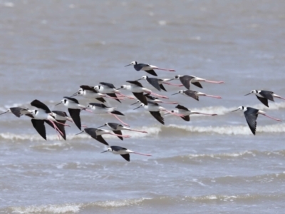 Himantopus leucocephalus (Pied Stilt) at Cleveland, QLD - 1 Nov 2023 by TimL