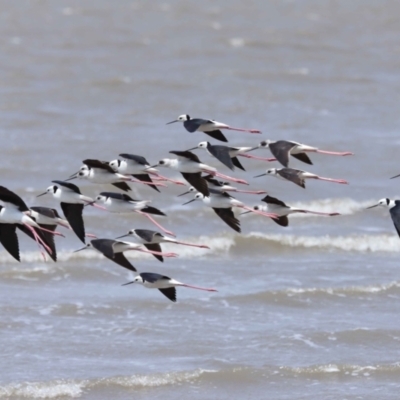 Himantopus leucocephalus (Pied Stilt) at Cleveland, QLD - 1 Nov 2023 by TimL