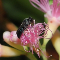 Unidentified Bee (Hymenoptera, Apiformes) at Capalaba, QLD - 2 Nov 2023 by TimL