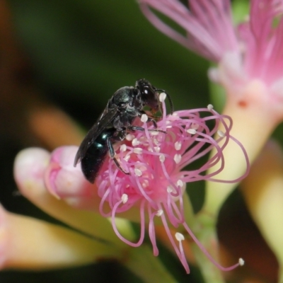 Unidentified Bee (Hymenoptera, Apiformes) at Capalaba, QLD - 2 Nov 2023 by TimL