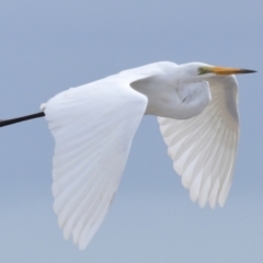 Ardea alba (Great Egret) at Wellington Point, QLD - 2 Nov 2023 by TimL