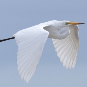 Ardea alba at Wellington Point, QLD - 3 Nov 2023 08:27 AM