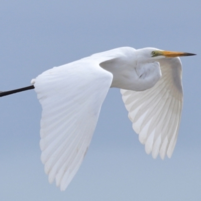 Ardea alba (Great Egret) at Wellington Point, QLD - 3 Nov 2023 by TimL