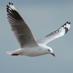 Chroicocephalus novaehollandiae (Silver Gull) at Wellington Point, QLD - 2 Nov 2023 by TimL