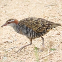 Gallirallus philippensis (Buff-banded Rail) at Sth Tablelands Ecosystem Park - 5 Nov 2023 by BenW