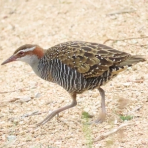 Gallirallus philippensis at Molonglo Valley, ACT - 5 Nov 2023