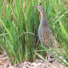 Gallirallus philippensis at Molonglo Valley, ACT - 5 Nov 2023