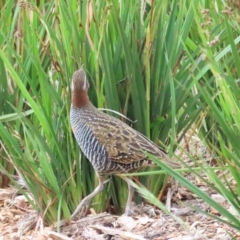 Gallirallus philippensis at Molonglo Valley, ACT - 5 Nov 2023 05:10 PM