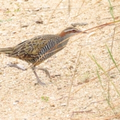 Gallirallus philippensis at Molonglo Valley, ACT - 5 Nov 2023 05:10 PM