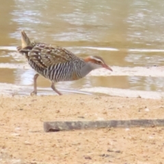 Gallirallus philippensis at Molonglo Valley, ACT - 5 Nov 2023 05:10 PM