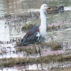 Ardea pacifica (White-necked Heron) at Jerrabomberra Wetlands - 5 Nov 2023 by BenW