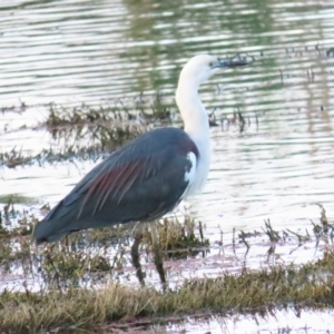 Ardea pacifica at Fyshwick, ACT - 5 Nov 2023