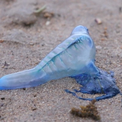 Physalia sp. (genus) at Wellington Point, QLD - 4 Nov 2023 by TimL