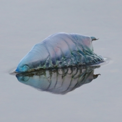 Unidentified Other cnidarian at Wellington Point, QLD - 4 Nov 2023 by TimL