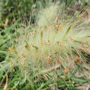 Cenchrus longisetus at Acton, ACT - 1 Nov 2022 07:21 AM