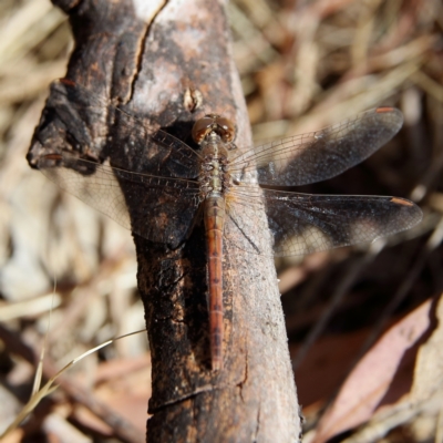 Diplacodes bipunctata (Wandering Percher) at Higgins, ACT - 5 Nov 2023 by MichaelWenke