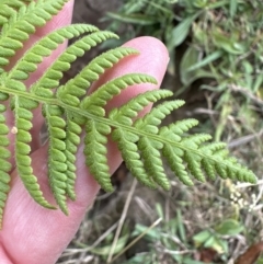 Hypolepis glandulifera (Downy Ground Fern) at Kangaroo Valley, NSW - 6 Nov 2023 by lbradley