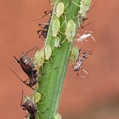 Aphididae (family) (Unidentified aphid) at Lyneham, ACT - 6 Nov 2023 by trevorpreston