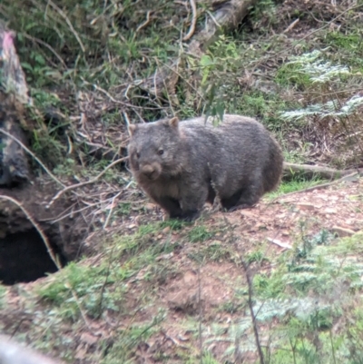 Vombatus ursinus (Common wombat, Bare-nosed Wombat) at Nariel Valley, VIC - 3 Nov 2023 by Darcy