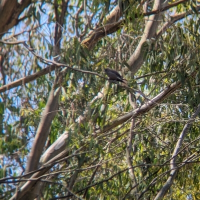 Artamus cyanopterus (Dusky Woodswallow) at Cudgewa, VIC - 4 Nov 2023 by Darcy