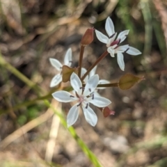 Burchardia umbellata (Milkmaids) at Bringenbrong, NSW - 5 Nov 2023 by Darcy