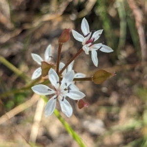 Burchardia umbellata at Bringenbrong, NSW - suppressed