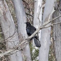 Corcorax melanorhamphos (White-winged Chough) at Carwoola, NSW - 5 Nov 2023 by Csteele4