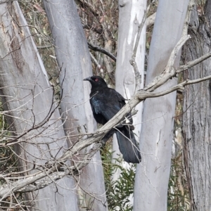 Corcorax melanorhamphos at Carwoola, NSW - 6 Nov 2023