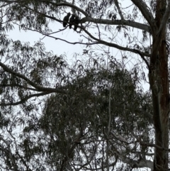 Callocephalon fimbriatum (Gang-gang Cockatoo) at Snowball, NSW - 4 Nov 2023 by Linden