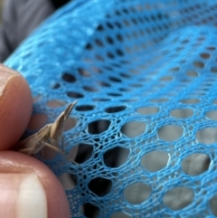 Keyacris scurra (Key's Matchstick Grasshopper) at Yaouk, NSW - 4 Apr 2023 by LodgeEnviro