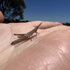 Keyacris scurra (Key's Matchstick Grasshopper) at Goulburn Mulwaree Council - 17 Jan 2023 by LodgeEnviro