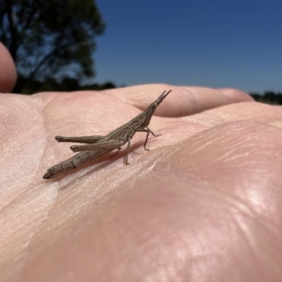 Keyacris scurra (Key's Matchstick Grasshopper) at Goulburn Mulwaree Council - 17 Jan 2023 by LodgeEnviro