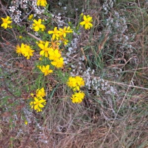 Hypericum perforatum at Croke Place Grassland (CPG) - 5 Nov 2023