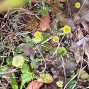 Trifolium campestre at Croke Place Grassland (CPG) - 5 Nov 2023 03:47 PM