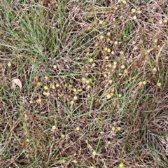 Trifolium campestre at Undefined Area - 5 Nov 2023 03:47 PM