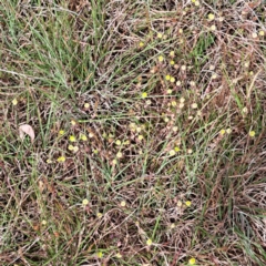 Trifolium campestre at Croke Place Grassland (CPG) - 5 Nov 2023 03:47 PM