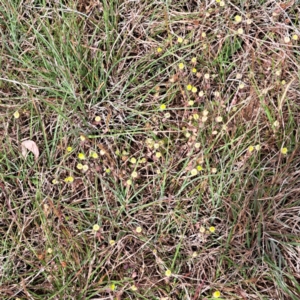 Trifolium campestre at Undefined Area - 5 Nov 2023 03:47 PM