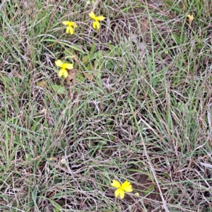 Goodenia pinnatifida at Croke Place Grassland (CPG) - 5 Nov 2023 03:48 PM