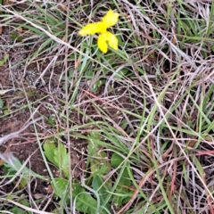 Goodenia pinnatifida at Croke Place Grassland (CPG) - 5 Nov 2023