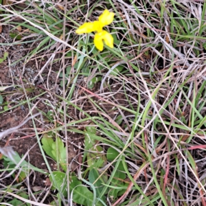 Goodenia pinnatifida at Croke Place Grassland (CPG) - 5 Nov 2023 03:48 PM