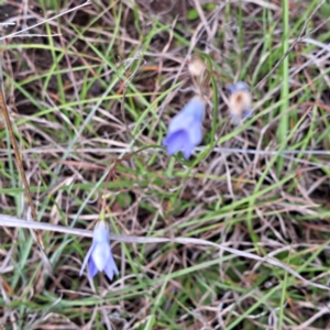 Wahlenbergia sp. at Croke Place Grassland (CPG) - 5 Nov 2023 03:51 PM