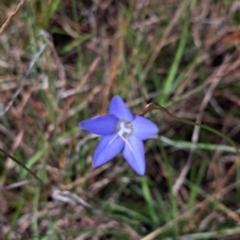 Wahlenbergia sp. at Croke Place Grassland (CPG) - 5 Nov 2023 03:51 PM