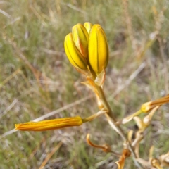 Bulbine bulbosa (Golden Lily) at Croke Place Grassland (CPG) - 5 Nov 2023 by abread111