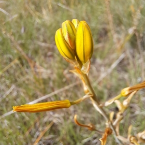 Bulbine bulbosa at Undefined Area - 5 Nov 2023 03:56 PM